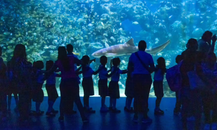 Disfrutan miles del Martes Gratis en Aquarium del Puerto de Veracruz