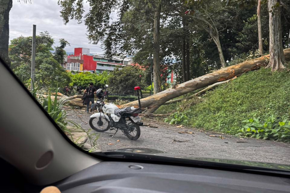 Video: Se registra la caída de árbol en la zona UV