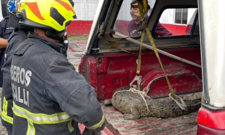 Capturan a cocodrilo que deambulaba por las calles de Cuautitlán Izcalli