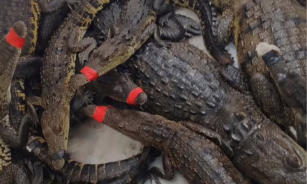 Capturan varios cocodrilos; reportan avistamientos tras desborde de ríos en Tamaulipas