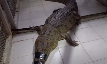 Reubicam a 99 ejemplares de cocodriloTamaulipas, Tabasco, Veracruz y Estado de México