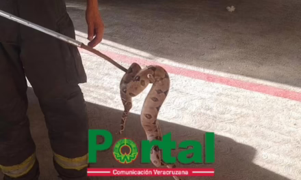 Boa Capturada en Xalapa por elementos del H. Cuerpo de Bomberos