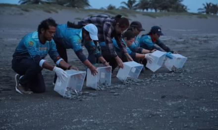 Liberan 178 crías de tortuga verde en playas de Nautla