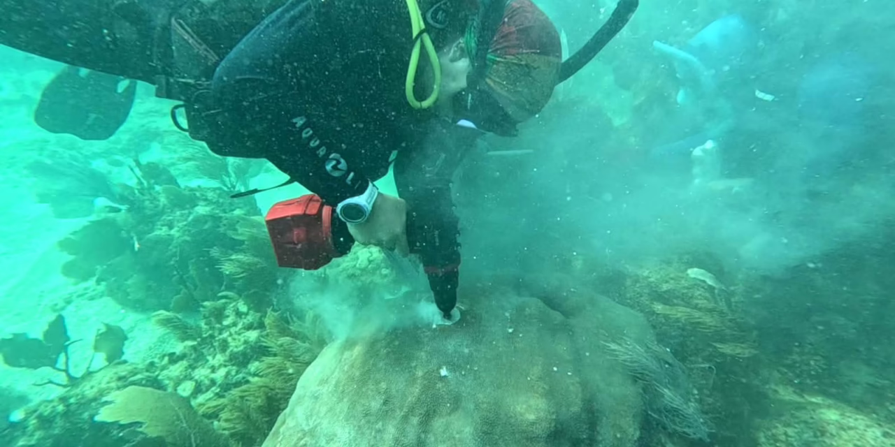 Alumna de posgrado UV estudia blanqueamiento de los arrecifes de coral