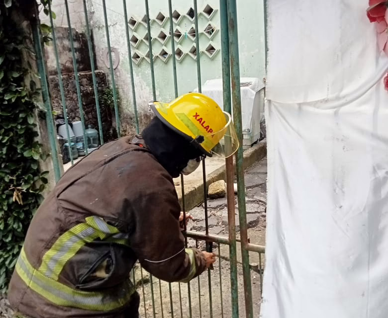 Enjambre de abejas ataca a hombre y sus animales en Xalapa