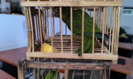 Profepa asegura 8 pericos atoleros en el Estado de México