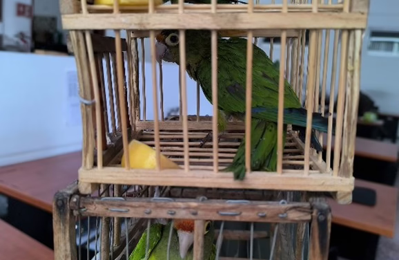 Profepa asegura 8 pericos atoleros en el Estado de México