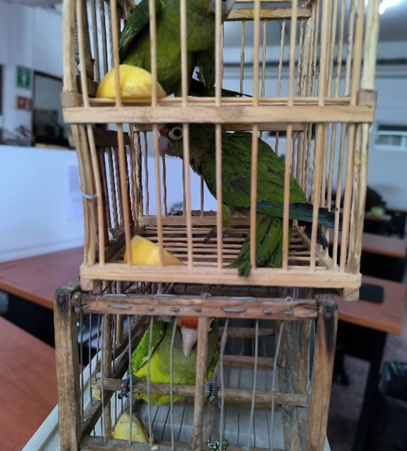 Profepa asegura 8 pericos atoleros en el Estado de México