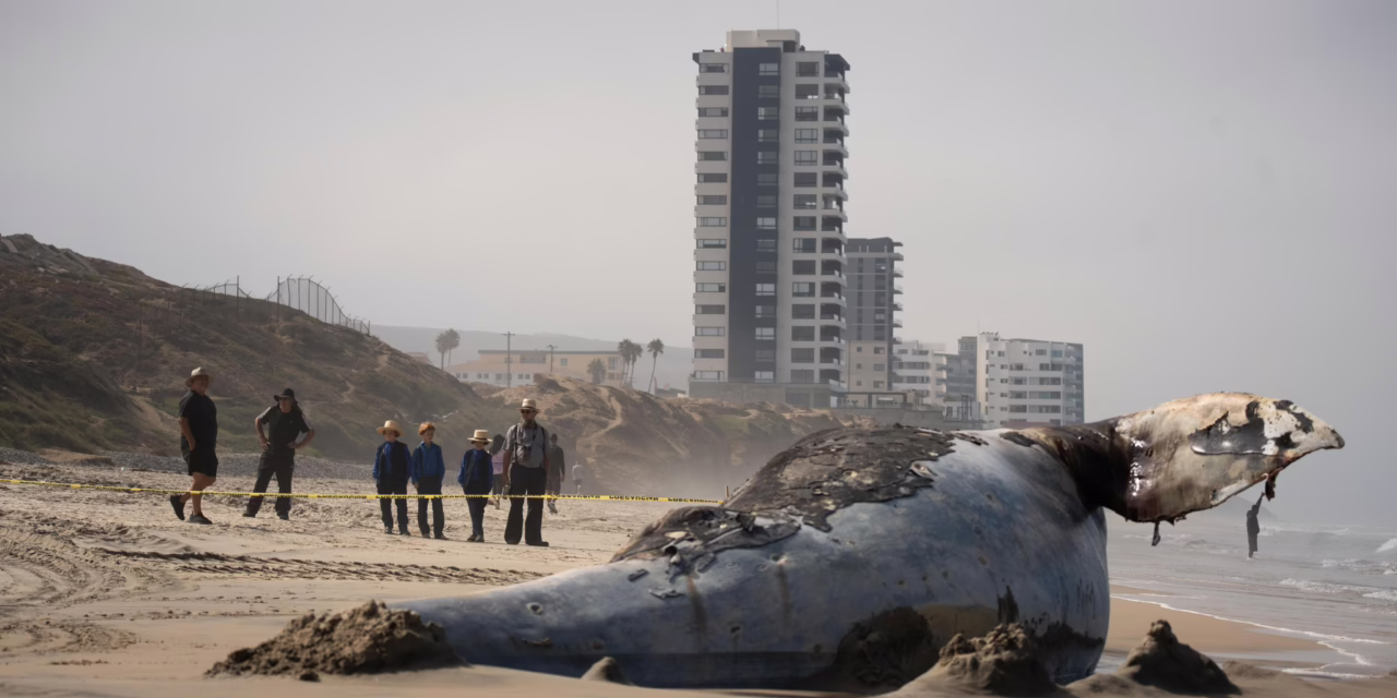 Video: Para evitar explosión e infecciones, entierran a ballena que apareció muerta en Playas de Tijuana