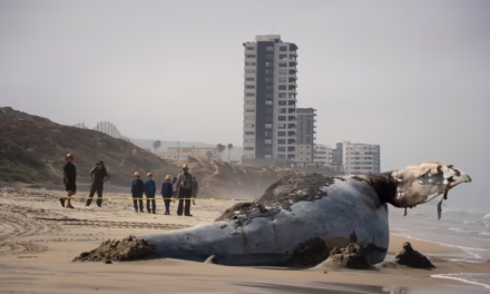 Video: Para evitar explosión e infecciones, entierran a ballena que apareció muerta en Playas de Tijuana