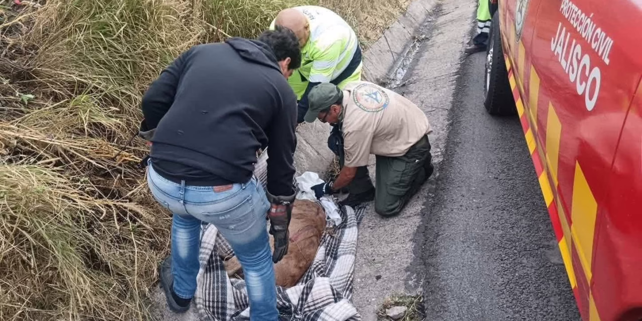 Video: Rescatan Venada qué se encontraba lesionada y preñada en autopista de Jalisco