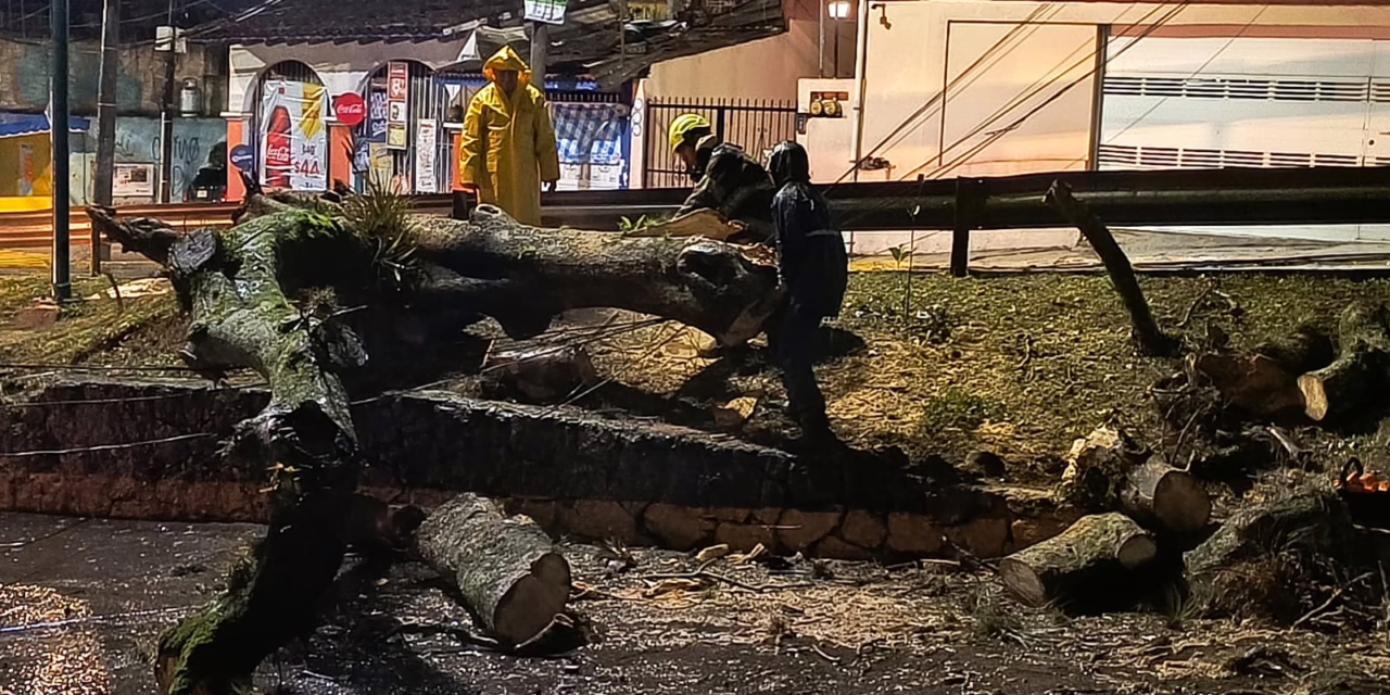 Durante la madrugada se registró la caída de árbol en la Av. Pípila