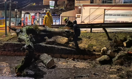 Durante la madrugada se registró la caída de árbol en la Av. Pípila
