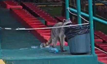 Presencia de mapaches en zonas urbanas de Xalapa y sus riesgos