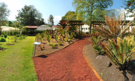 Recorre Xalapa, ciudad de parques: un respiro entre la urbanidad y la naturaleza