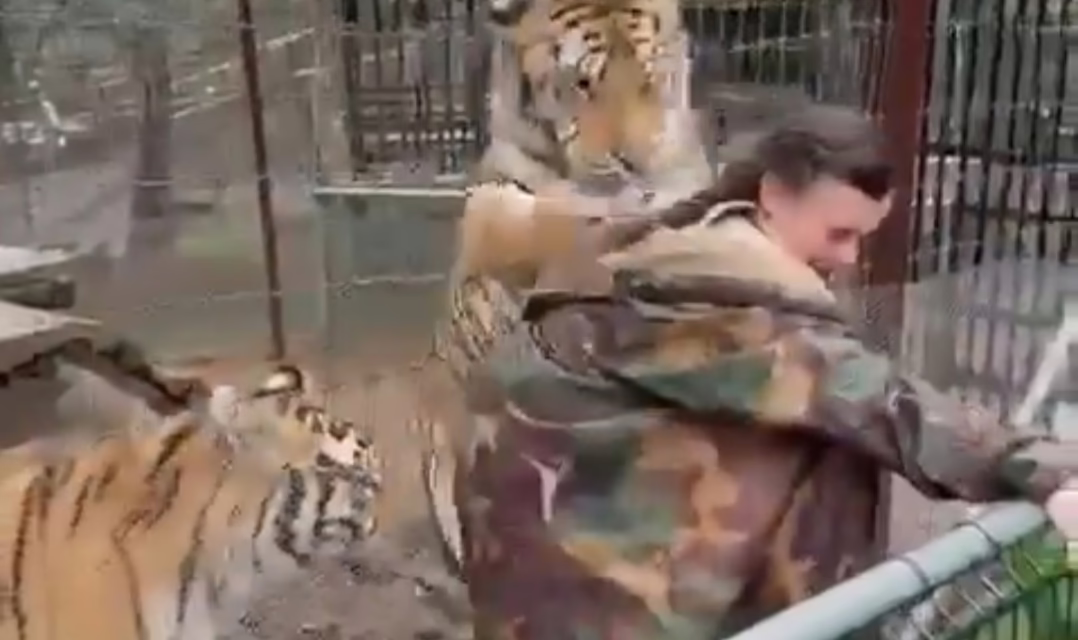 Video:Tigre ataca a una mujer por acercarse a su jaula en Jalisco