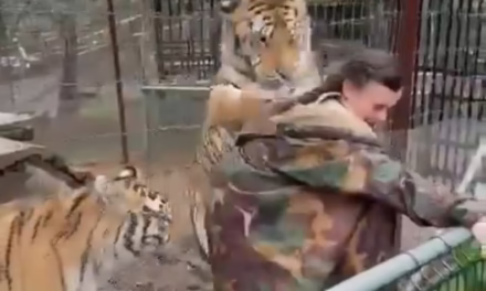 Video:Tigre ataca a una mujer por acercarse a su jaula en Jalisco