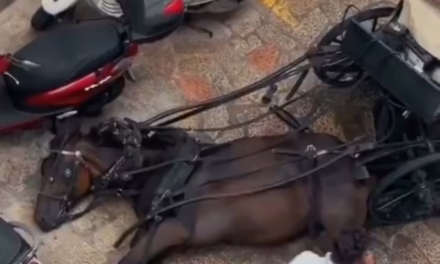 Video: Segundo caballo que se desploma en Mallorca