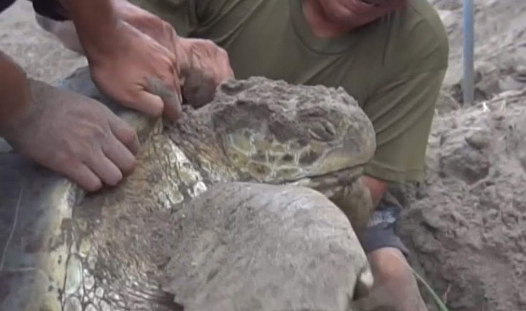 Video: Rescatan tortuga en Costa de Veracruz