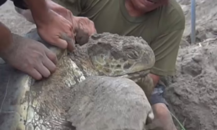 Video: Rescatan tortuga en Costa de Veracruz