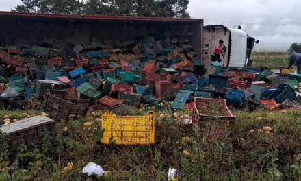 Se accidenta tractocamión cargado de papas en la carretera Xalapa-Perote