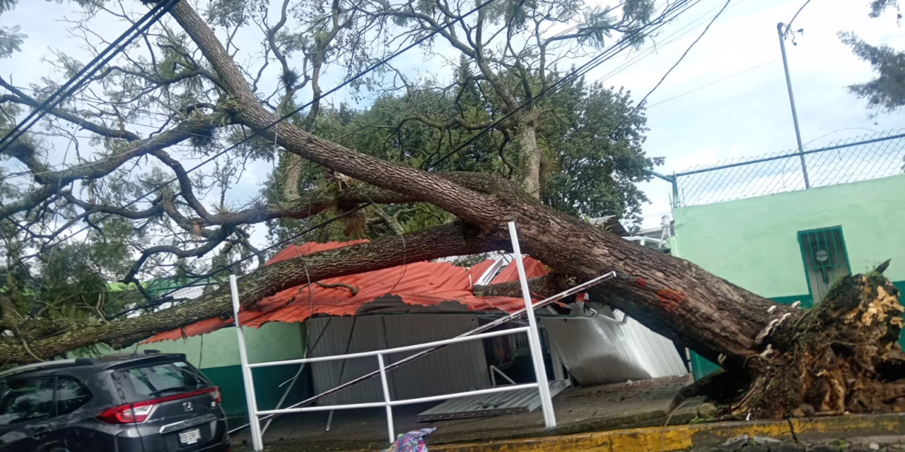 Caída de árbol en la calle Obispo causa daños materiales; no hay lesionados