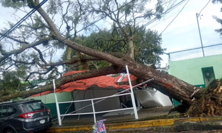 Caída de árbol en la calle Obispo causa daños materiales; no hay lesionados