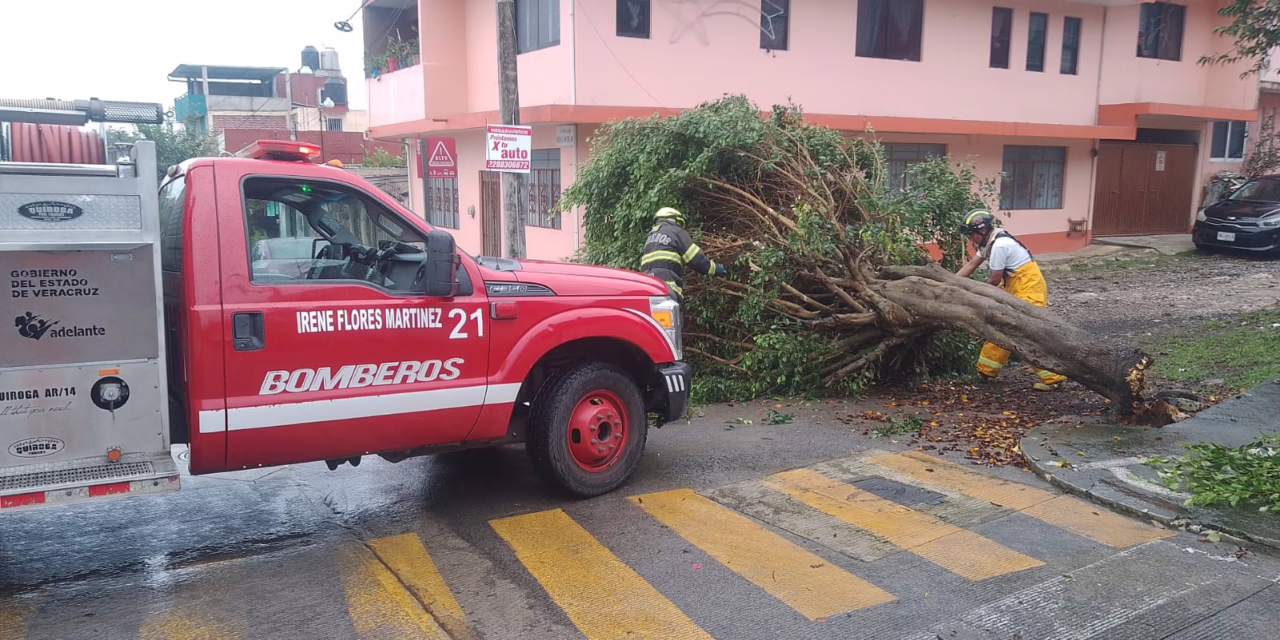 Cae árbol en Xalapa; Bomberos atienden emergencia en El Sumidero