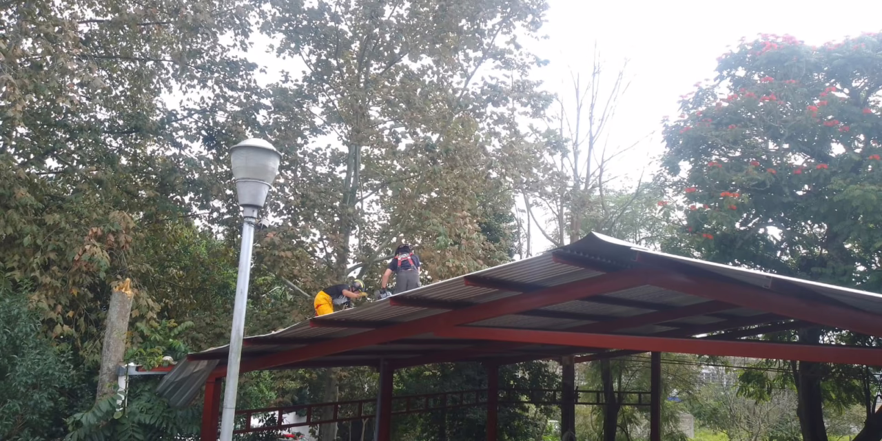 Árbol cae sobre domo de Telesecundaria en Xalapa, bomberos atienden emergencia