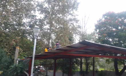 Árbol cae sobre domo de Telesecundaria en Xalapa, bomberos atienden emergencia