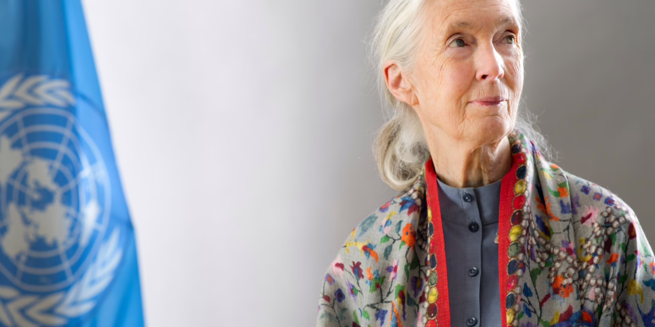 Fallece Jane Goodall, etóloga británica pionera en el estudio de los chimpancés