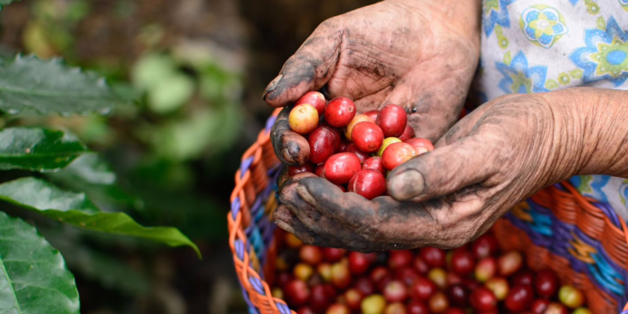 Día Internacional del Café: Veracruz, tierra de riqueza cafetalera y motor de turismo