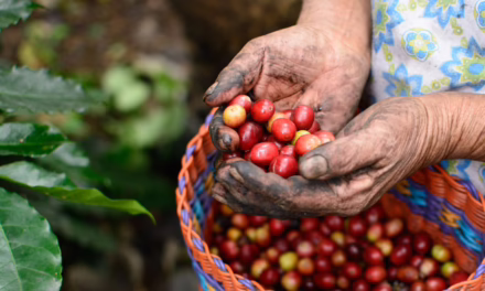 Día Internacional del Café: Veracruz, tierra de riqueza cafetalera y motor de turismo