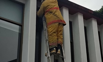 Retiran panal de avispas en instalaciones del Inecol