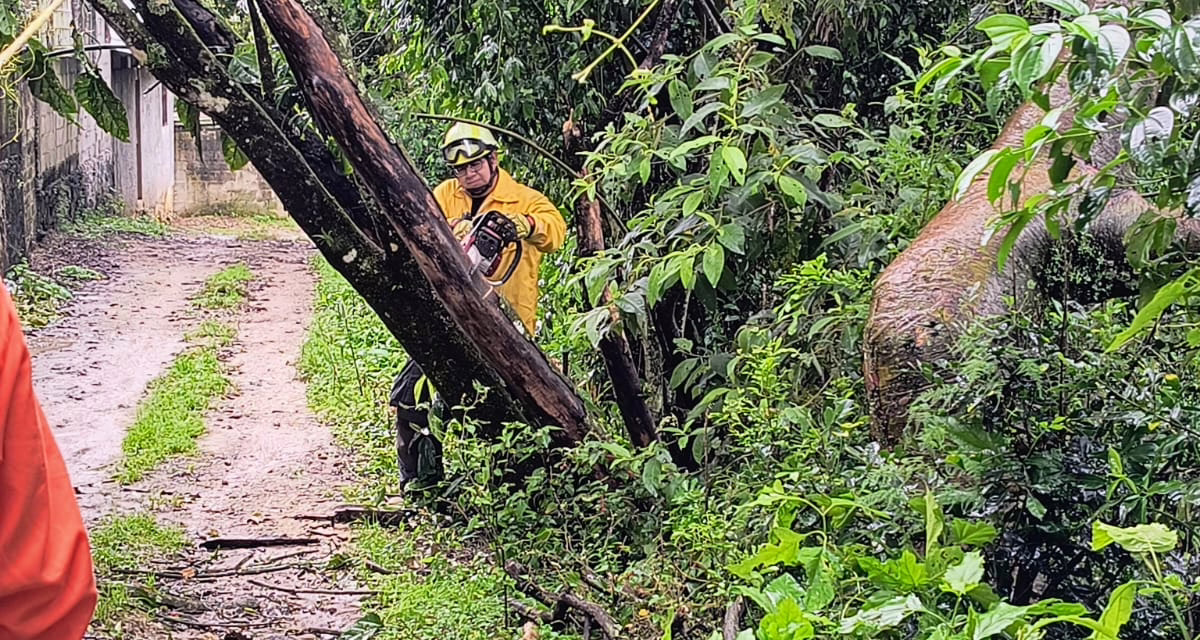Árbol cae en la Colonia Olmeca de Xalapa