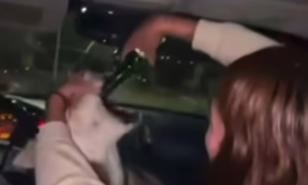 Video:Un grupo de jóvenes obligando a un perro a ingerir bebidas alcohólicas en Chihuahua