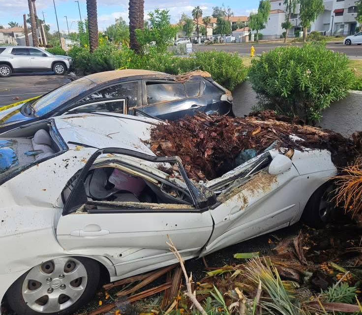 Video: Tormenta en Arizona derriba árboles