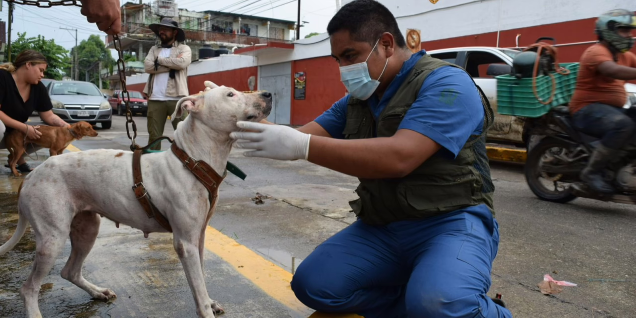 Brigadas de SEDEMA brindan atención veterinaria y alimento a mascotas afectadas por inundaciones