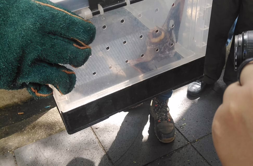 Murciélago sorprende en el Parque Juárez de Xalapa y moviliza a cuerpos de emergencia