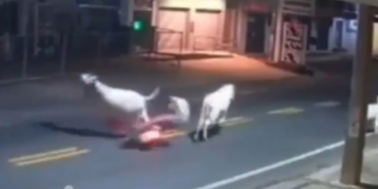 Un futbolista brasileño murió tras chocar contra una vaca en Brasil