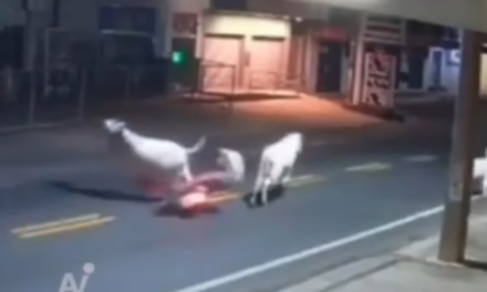 Un futbolista brasileño murió tras chocar contra una vaca en Brasil