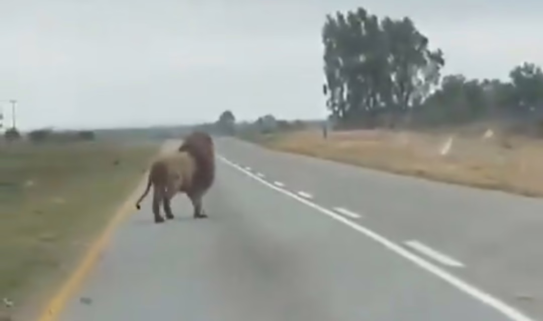 Video: León se escapa y salta de un vehículo en movimiento