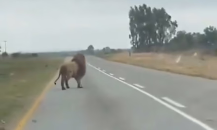 Video: León se escapa y salta de un vehículo en movimiento