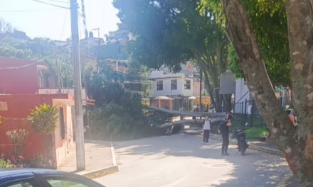 Cae Árbol en la Colonia Santa Rosa de Xalapa
