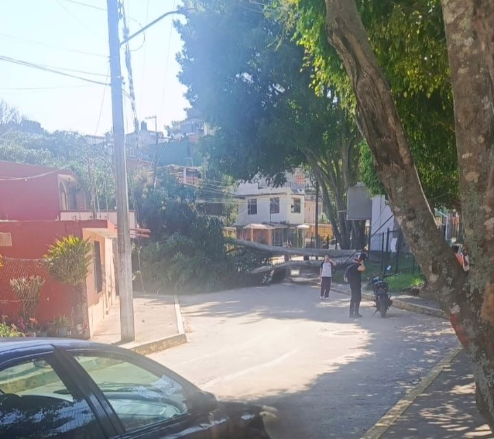 Cae Árbol en la Colonia Santa Rosa de Xalapa