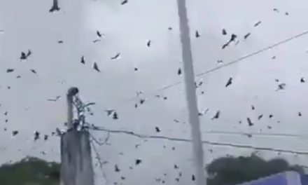 Video:Tras un sismo de magnitud 5,7 en Filipinas, miles de murciélagos emprendieron un vuelo errático