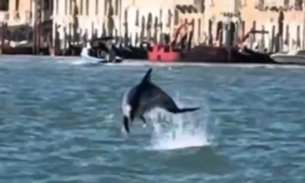 Video:Sorpresa en Venecia: graban un delfin haciendo acrobacias frente a la Plaza de San Marcos