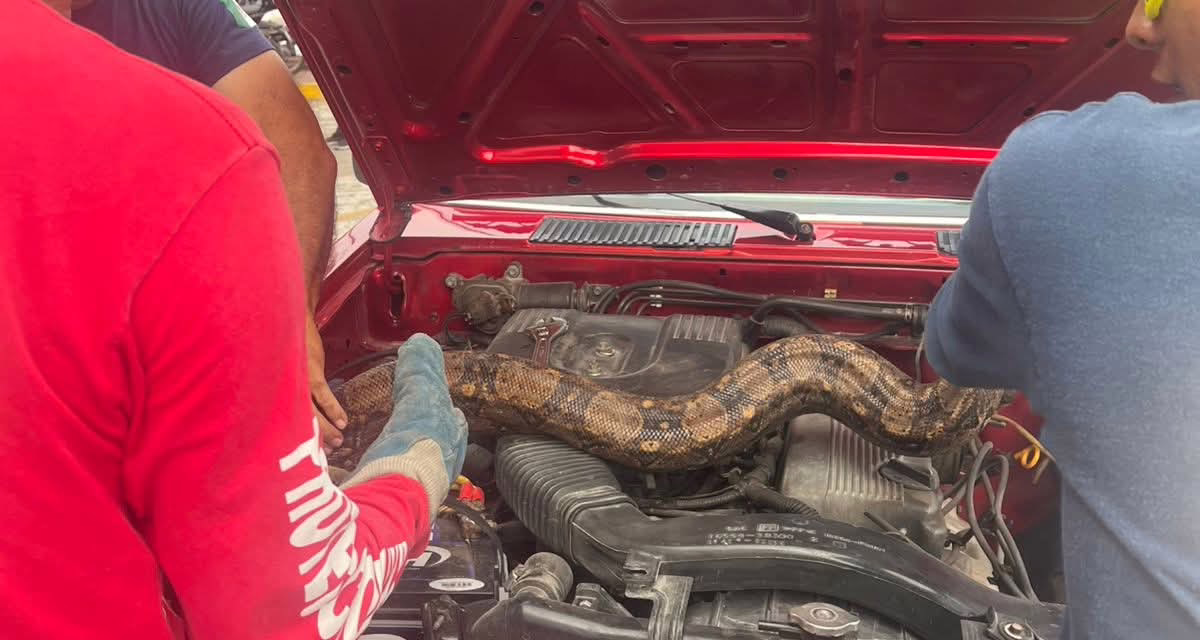 Videp:Bomberos atienden emergencia de Boa en interior de un vehículo en Tepic