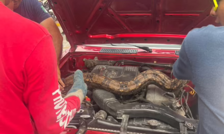 Videp:Bomberos atienden emergencia de Boa en interior de un vehículo en Tepic