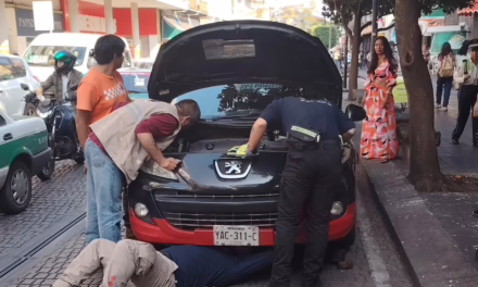 Rescatan a Tlacuache oculto en motor de auto en pleno centro de Xalapa